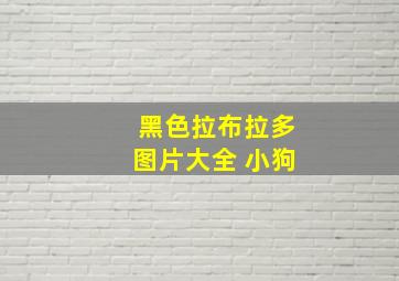 黑色拉布拉多图片大全 小狗